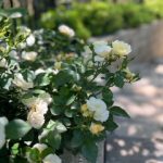 Rooted In Purpose, Ready for Renewal